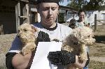 Indiana Puppy Mill Rescue