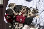 Puppy Mill Rescue- Seneca, MO