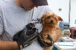 Unlicensed Puppy Mill Rescue
